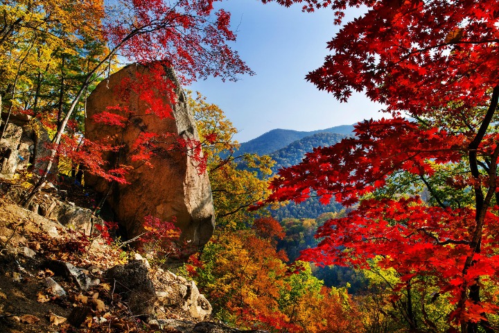 Colorful maple trees in Benxi attract visitors