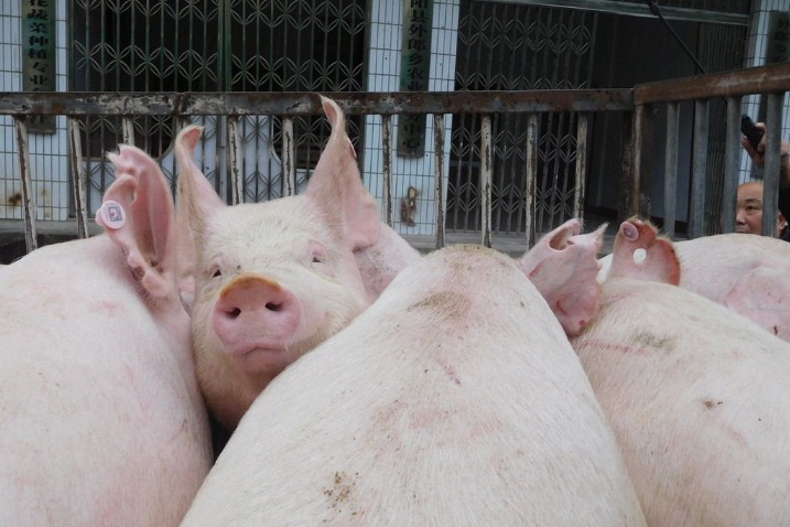 New African swine fever case reported in NW China