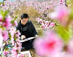 Peach blossoms delight people in Yuncheng