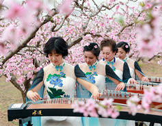 Beautiful music blooms with Shanxi spring flowers
