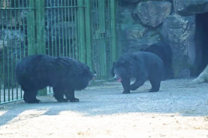 9 black bears start new life in NE China