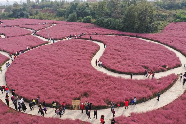 Lovely pink fields draw tourists to Central China's Henan