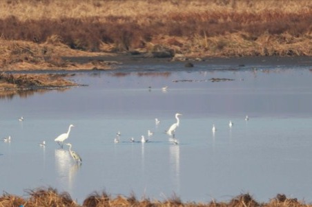 Jingxin Wetland in Jilin welcomes swarms of migrating birds