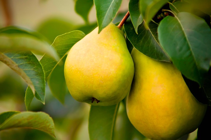 Peach of an idea sees pears sold online