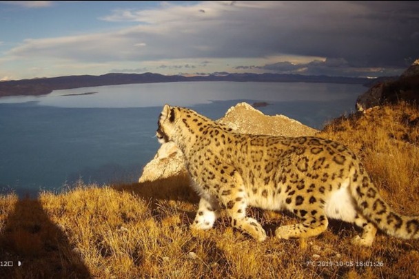 Snow leopard triggered infrared cameras 194 times in the Yellow River source