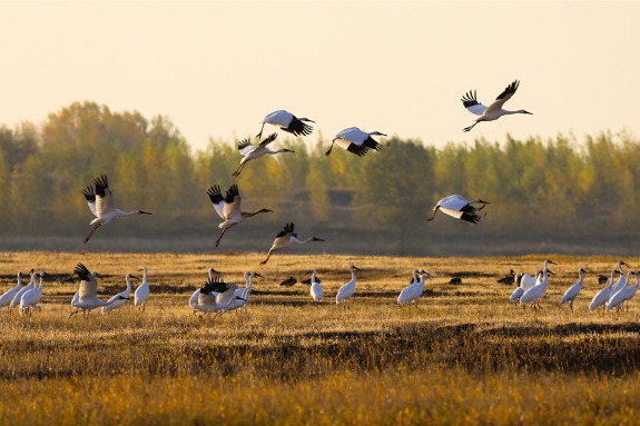 White cranes return to Momoge wetland