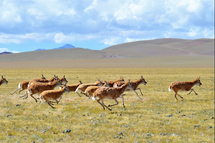 Tibet heavily invests in ecological construction