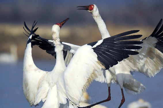 Inner Mongolia nature reserve sees over 100,000 migratory birds
