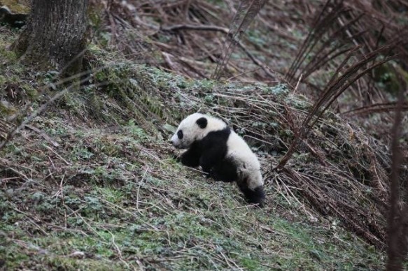 Jiangxi to free range giant pandas
