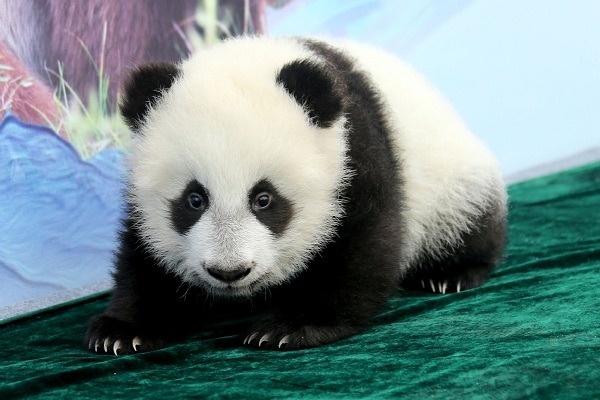 Xi'an pandas named, park unveiled in official ceremony