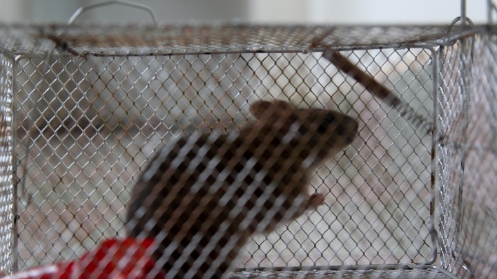 More measures taken to curb plague spread