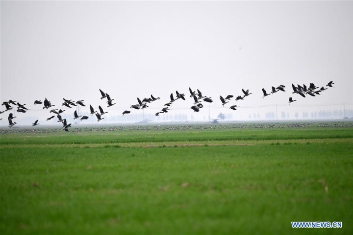 View of Yellow River wetland in China's Henan