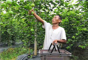 Land once deserted brings prosperity with golden passion fruit