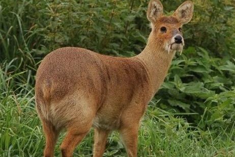 Two imprisoned for killing endangered deer