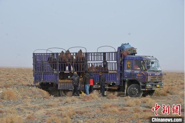 Wild camels return to wild in Northwest China