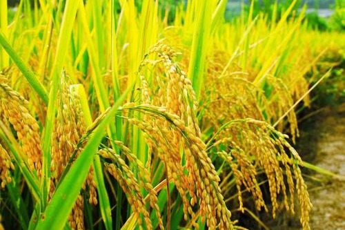 China launches crop diseases, pests monitoring research center