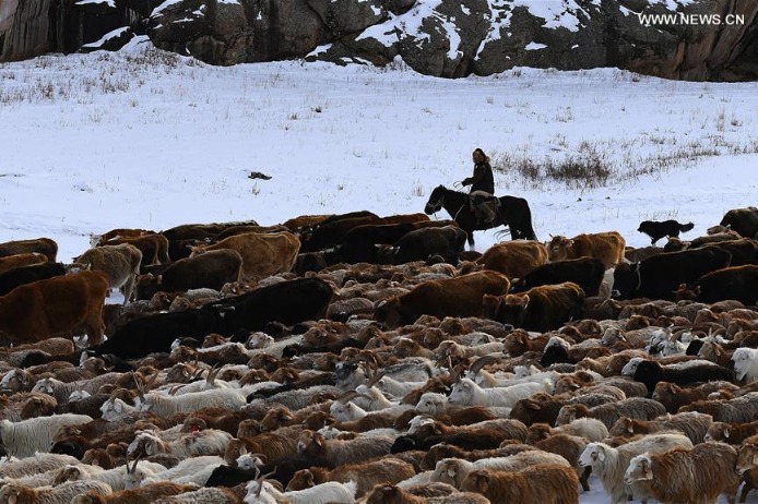 Livestock and poultry gene bank to be established in Xinjiang