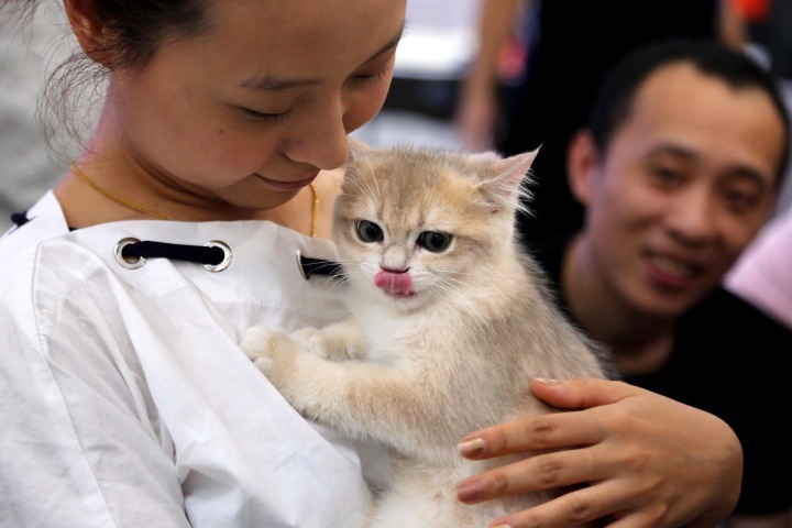 Demand rising for feline care products in China