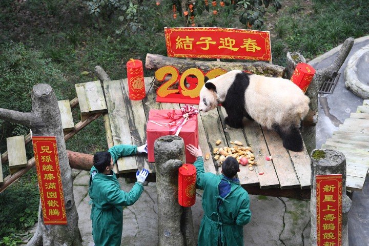 World's oldest captive giant panda celebrates Spring Festival