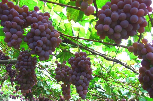 Qingxu Grapes