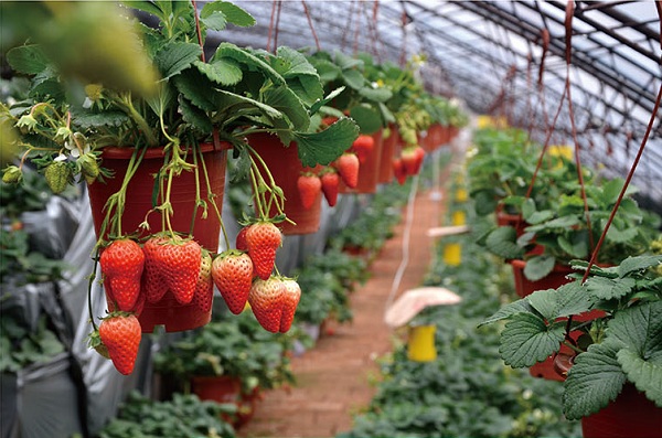 Dalian strawberry event: where to pick the best!