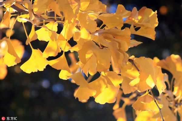 Best places to enjoy seeing gingko trees in Dalian