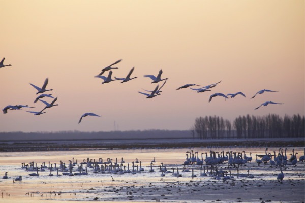 Swans make a pit stop in North China's Baotou