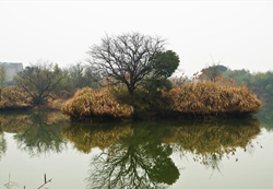 Xixi National Wetland Park, Zhejiang province