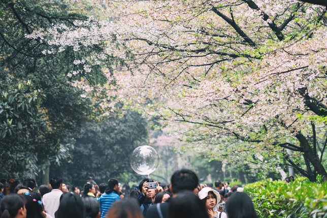 Wuhan University invites people to enjoy cherry blossoms online
