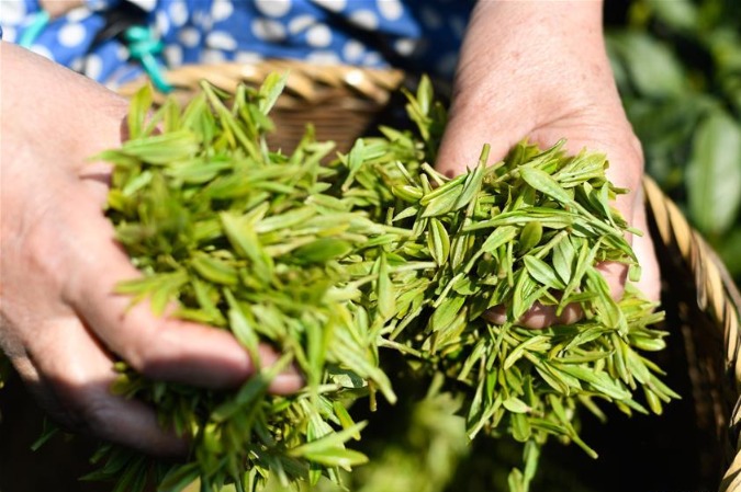 Big data adopted for tea harvest in Zhejiang