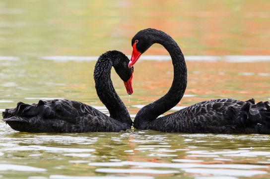 Black swans in Niugangshan Park of Fuzhou