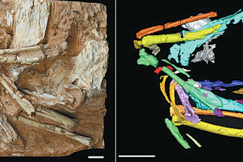 Discovery of bird fossil unravels plateau's past