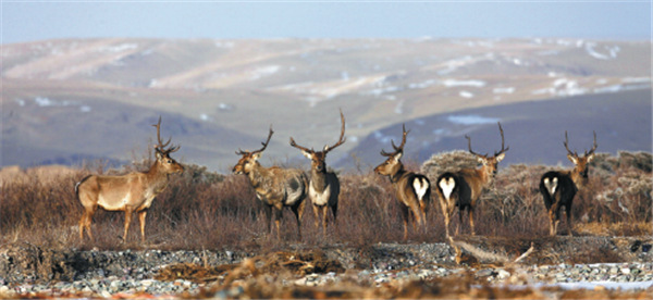 Tibetan nature reserve to install video monitoring system for wildlife |  .cn