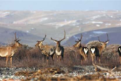 Tibetan nature reserve to install video monitoring system for wildlife