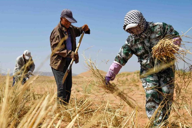 China's Gansu sees soaring seed exports