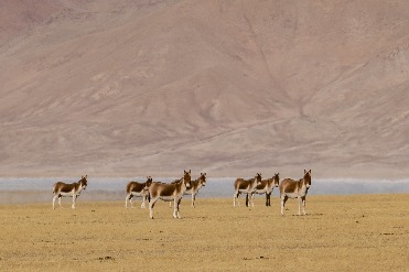 Tibet sees remarkable increase in wild animals