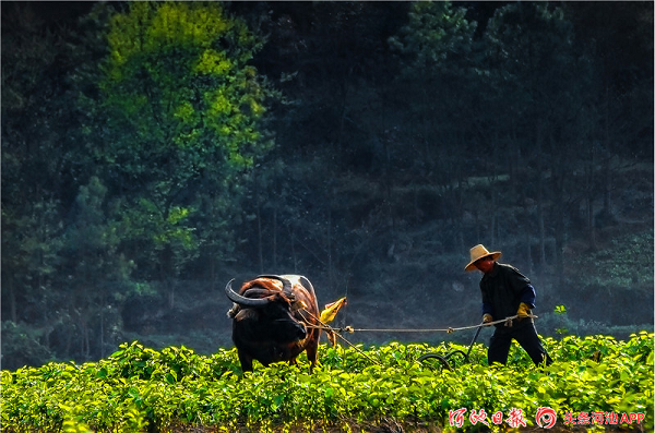 Spring plowing in Yizhou creates a poetic picture