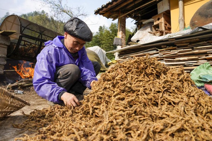 Chinese, Japanese scientists collaborate on improving TCM herb growing