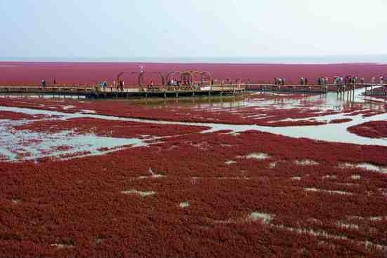 Red Beach National Scenic Corridor, Liaoning province