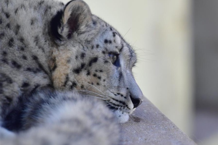 Captive-bred snow leopard twins make public debut