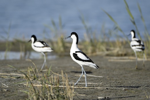 Bird-watching festival to open on Labor Day in Ningxia