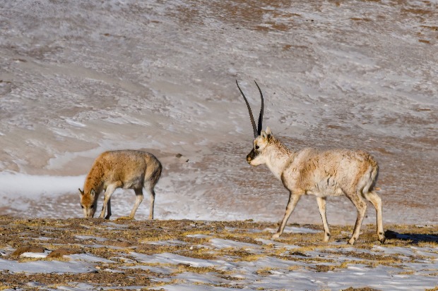 Tibetan antelopes start annual migration to Hoh Xil