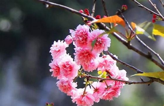 Admiring blooming cherry blossoms in Hechi