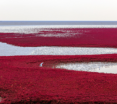 Red Beach National Scenic Corridor, Liaoning province