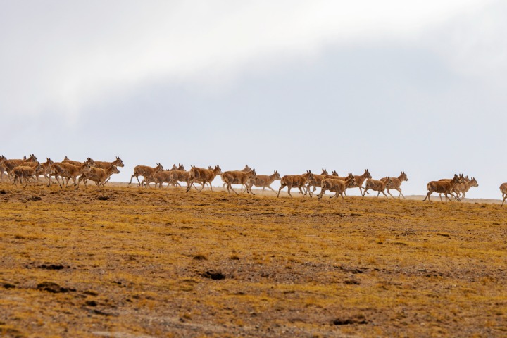 Pregnant antelopes begin annual migration