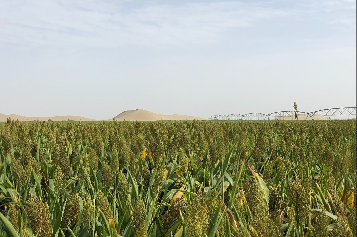 Soil technology helps reclaim desert in Xinjiang