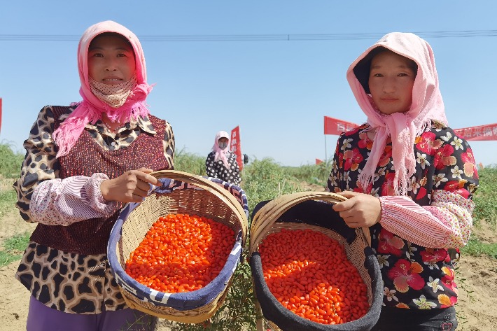 Chinese wolfberries ripen, ready for picking in Ningxia