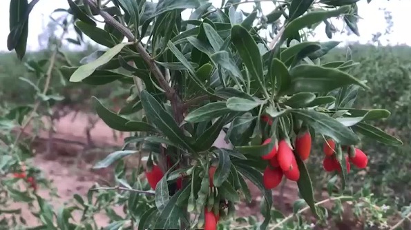 Goji berry picking competition held in Ningxia