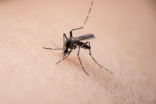 Can mosquitoes, flies transmit novel coronavirus?