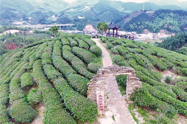 Tea exports rise in East China's Fujian